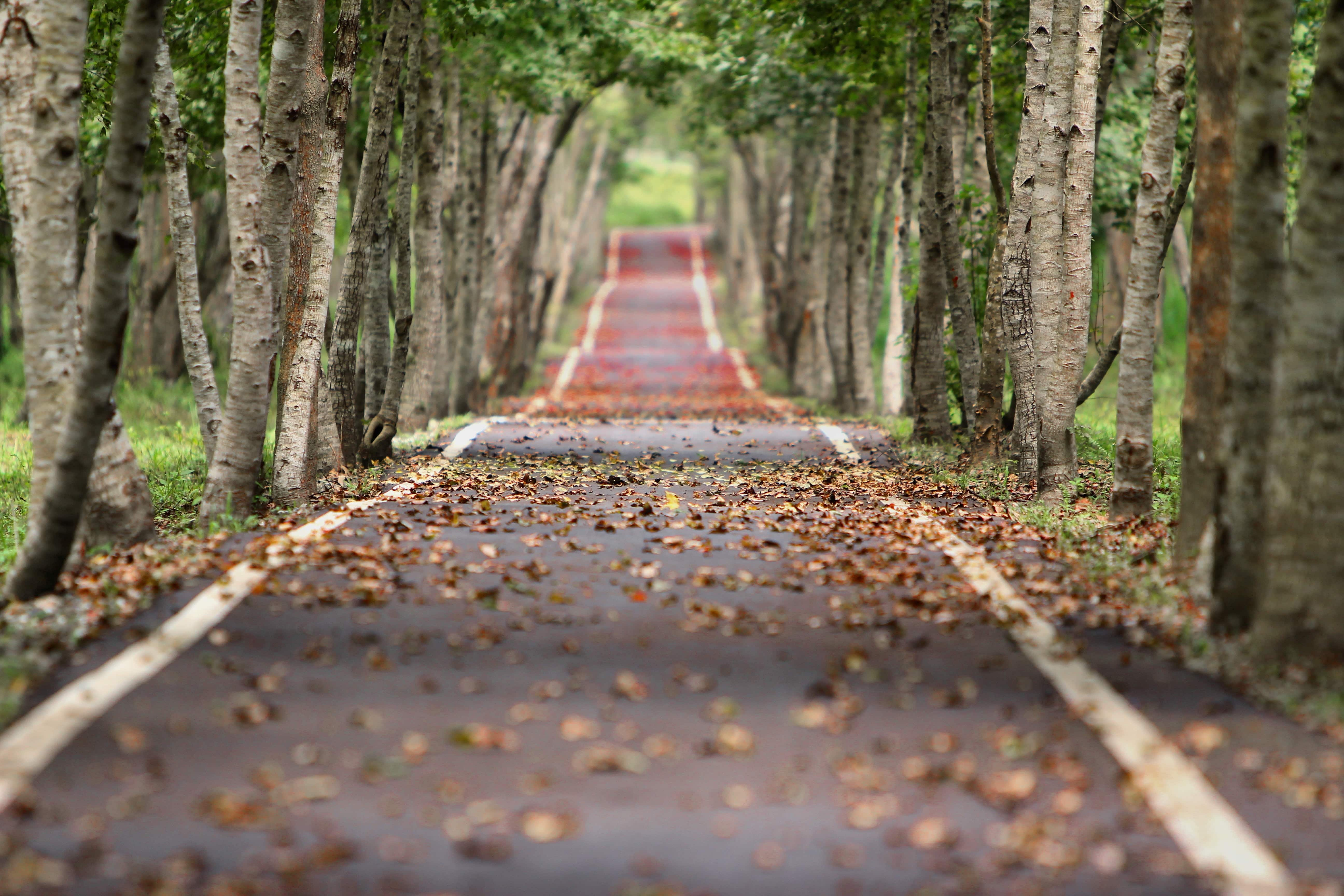 Grad Track Pathway